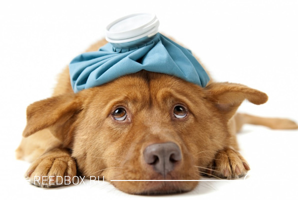 Собака на лечении в ветеринарной клинике