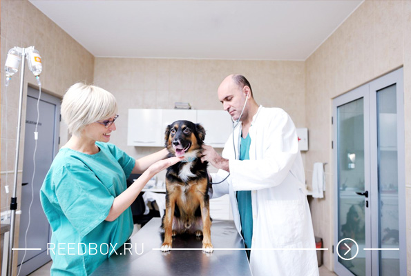 Ветеринары лечат собаку в клинике