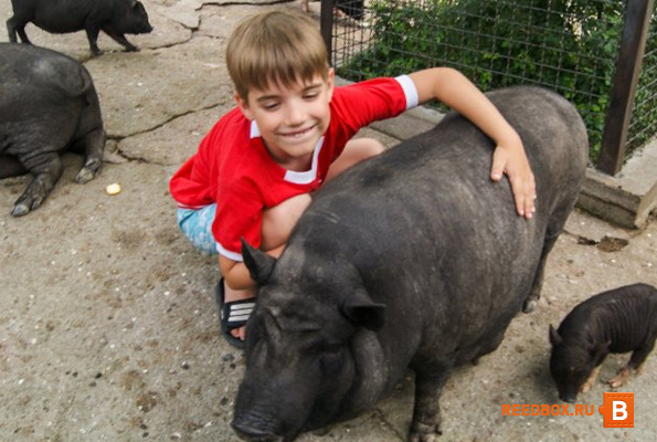 свинья в ялтинском зоопарке