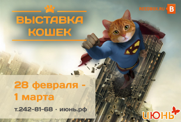 выставка кошек красноярск