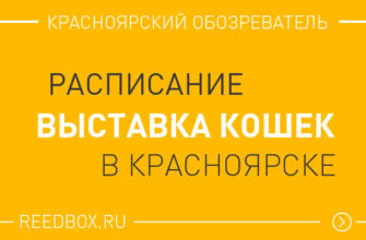 Выставка кошек